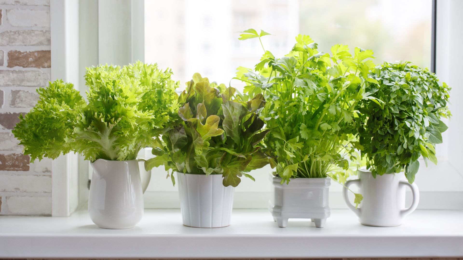 How to grow a herb garden
