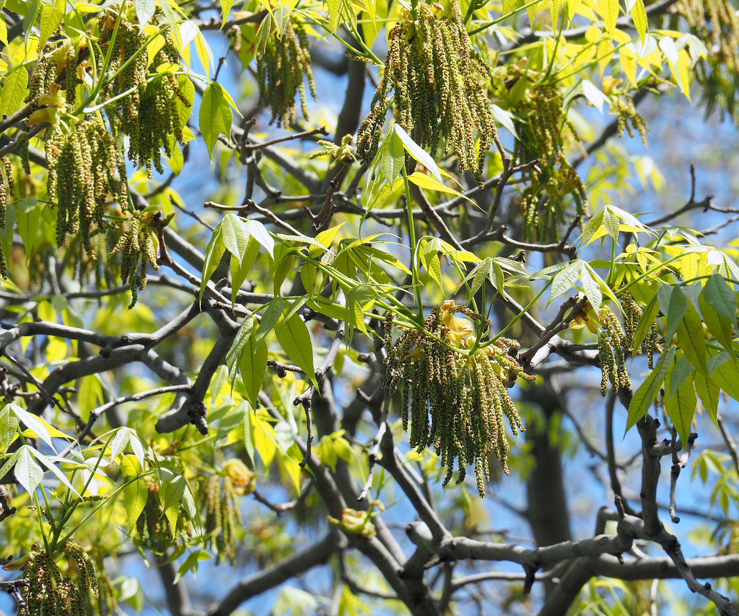 Shagbark hickory