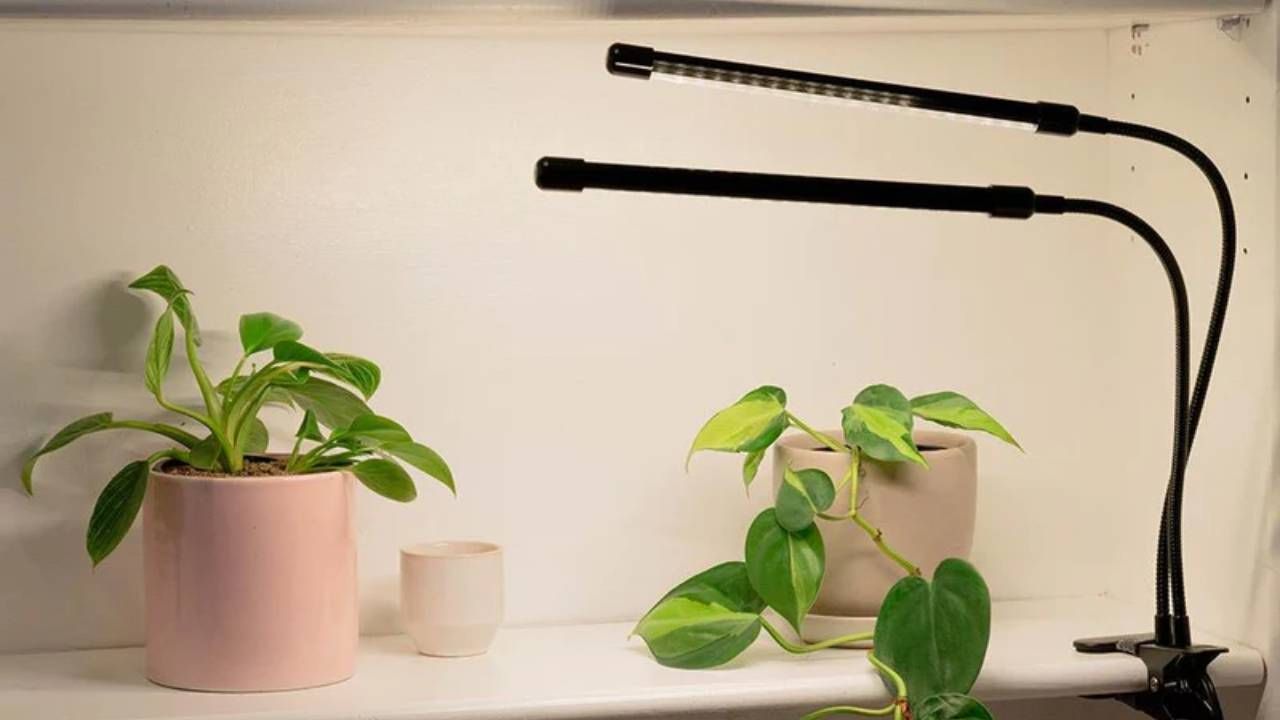 How to keep your houseplants alive using LED grow lights