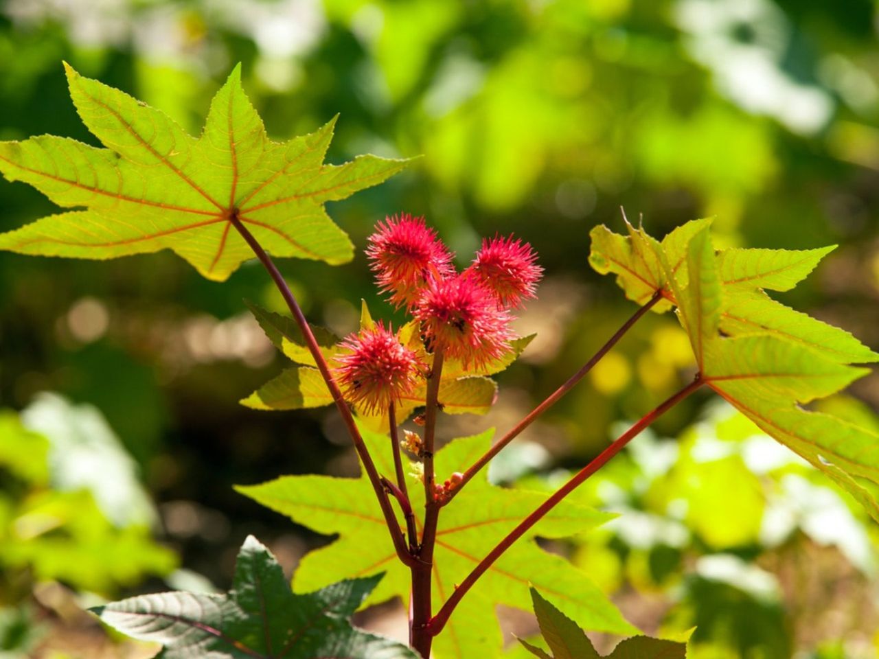 Castor Bean Plant