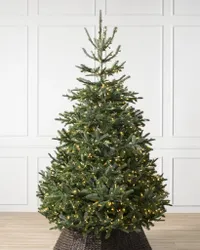 Balsam Hill Nordmann Fir Tree Balsam Hill Nordmann Fir Tree