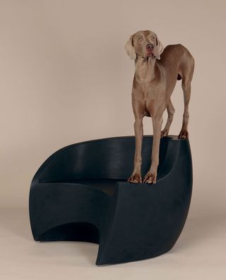 Dog standing on a black chair