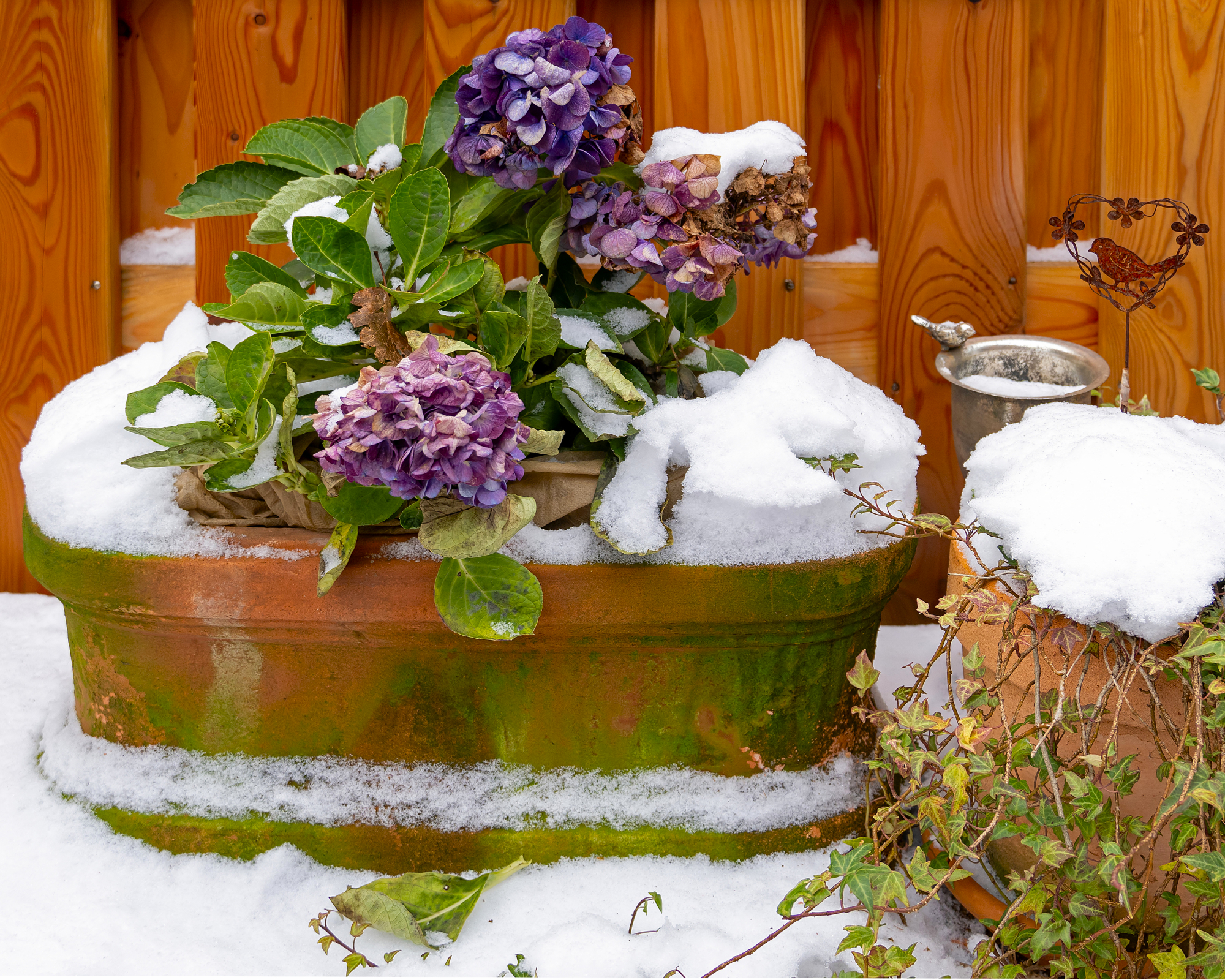 Potted hydrangeas covered in snow
