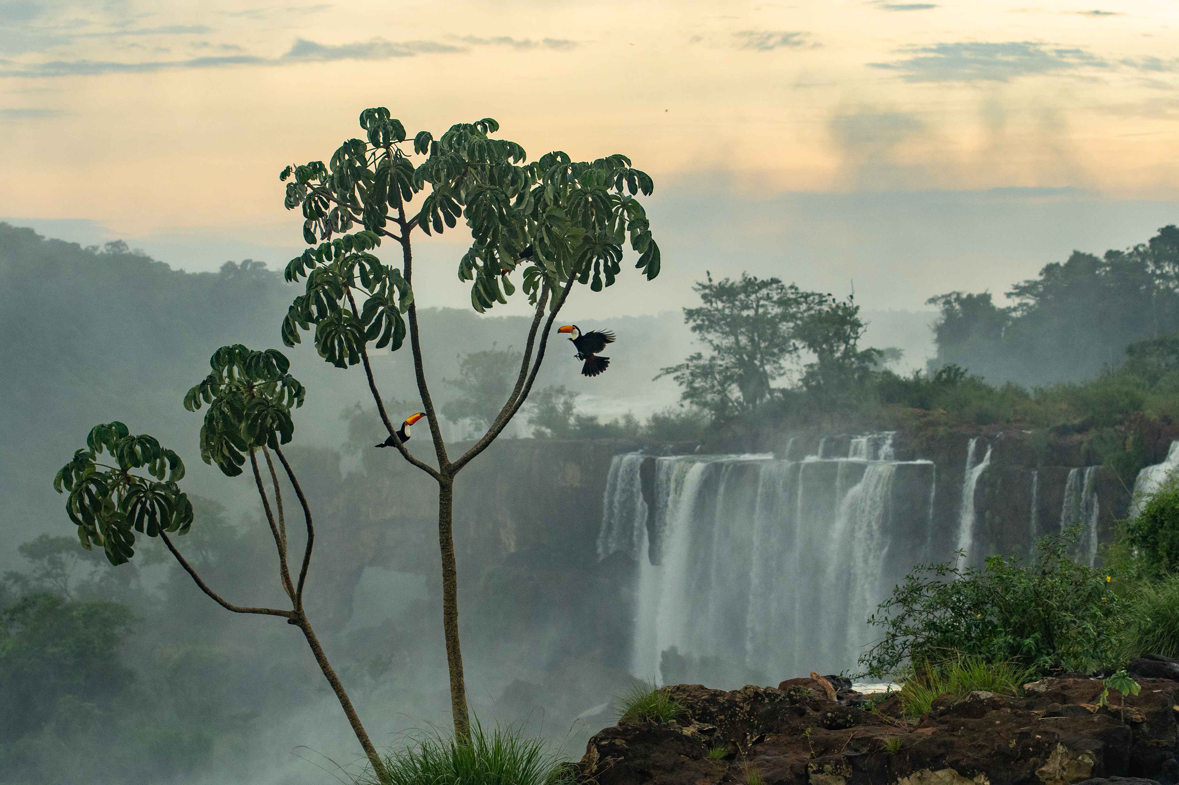 Two toco toucans perch and take flight from a bare tree in the foreground, with the mist-shrouded curtain of Iguazu Falls stretching across the background at dawn.