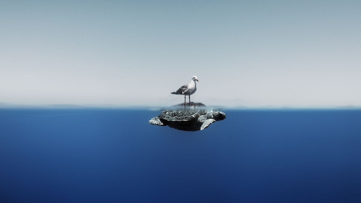 A seagull rests on top of a sea turtle shortly before they both continue their own paths.
Mediterranean Sea. Ocean Photographer of the Year 2024 finalist