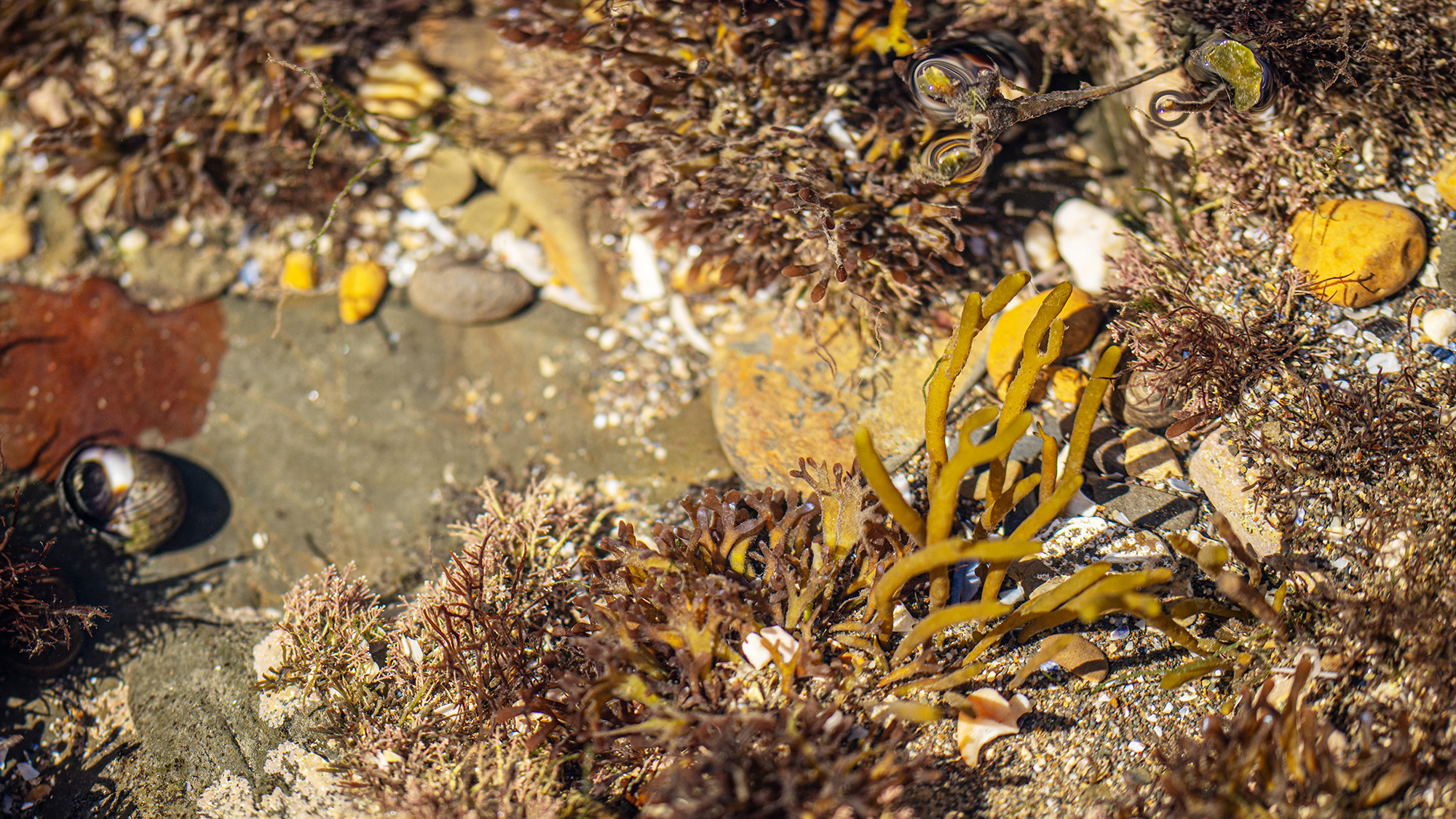 Rockpool featuring seaweed and barnacles