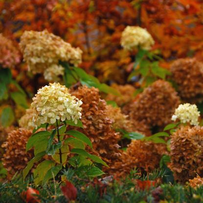 Brown hydrangeas in fall