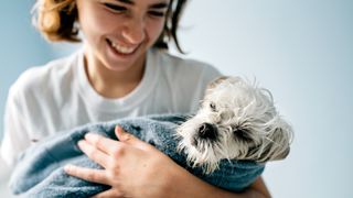 Maltese dog wrapped in a towel after a bath