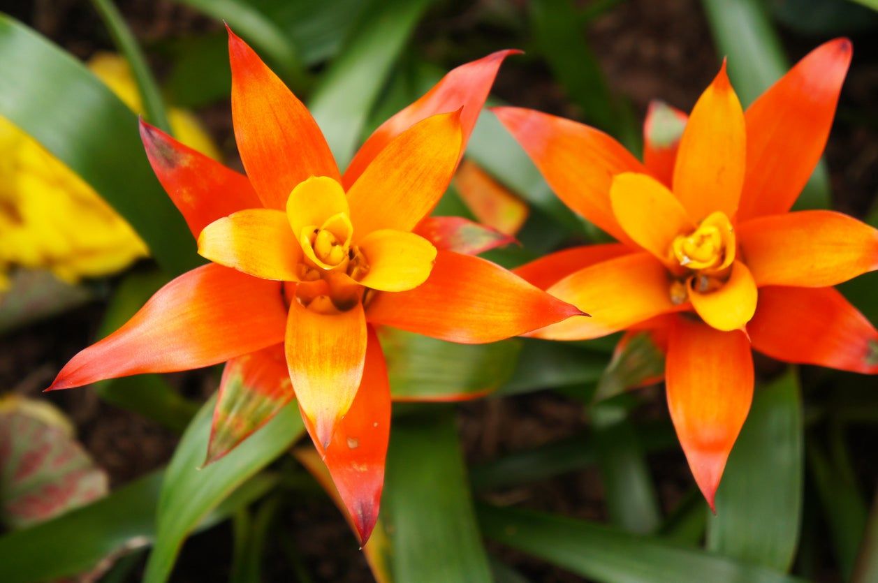 Bright Orange Bromeliad Plant