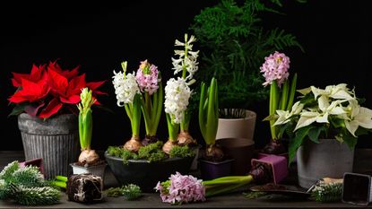festive display with potted hyacinths and pointsettia