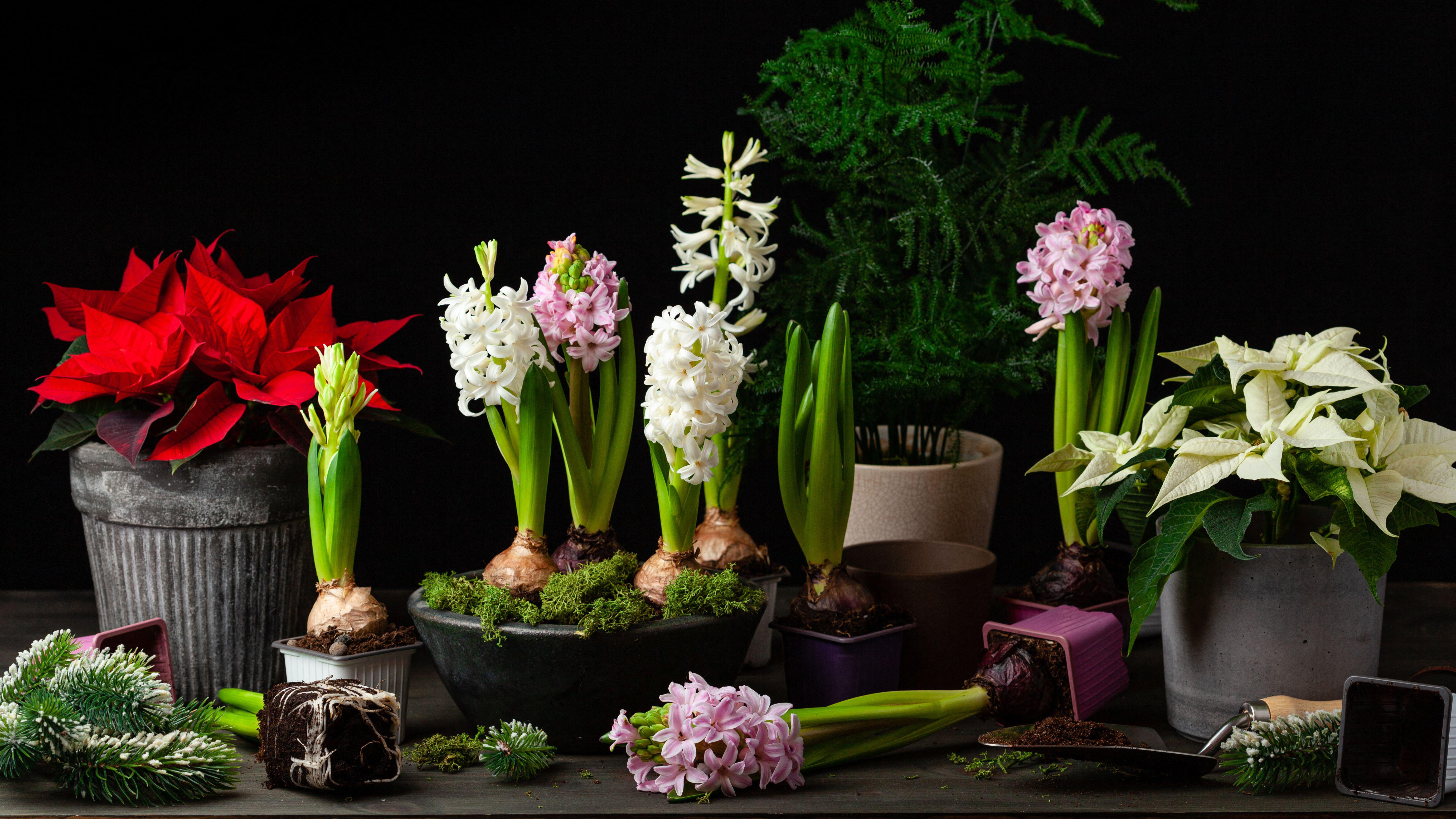 festive display with potted hyacinths and pointsettia