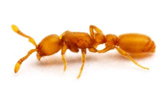 A close up of a clonal raider ant against a white background.