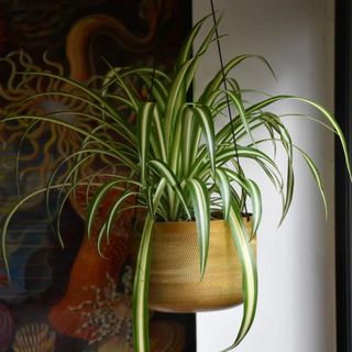 spider plant in gold pot between two houseplants