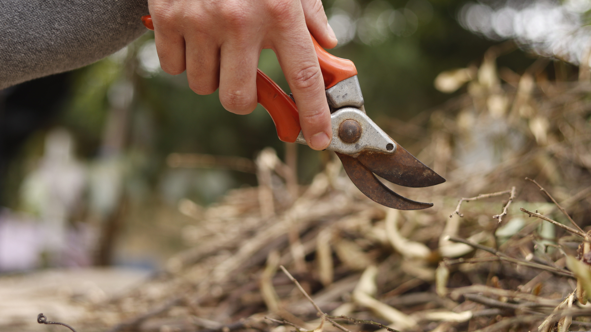 hand holding hand pruners in garden with dead plant stems in the background