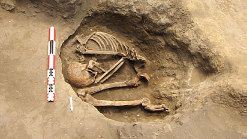 an excavated human skeleton curled up in the ground