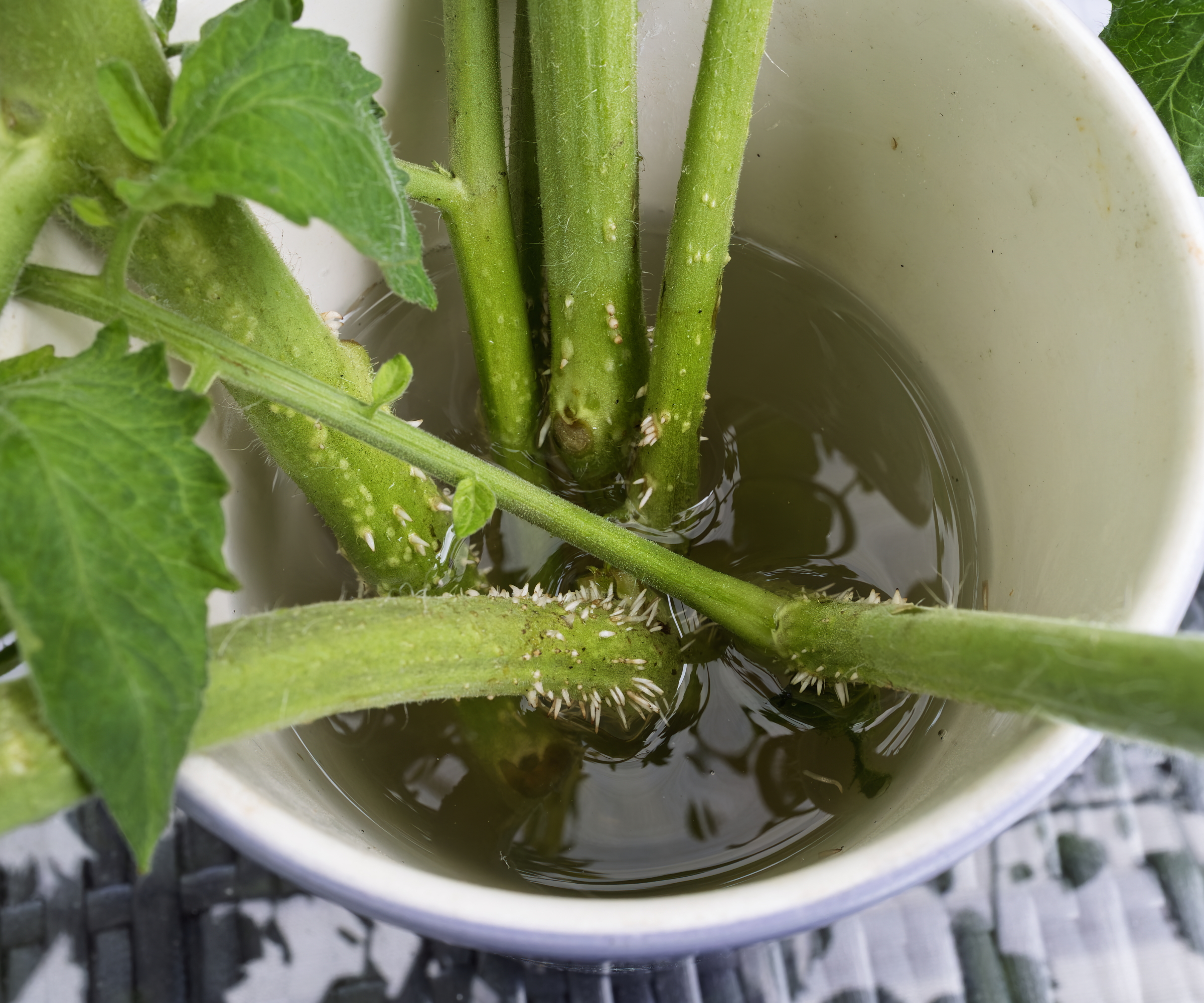 Tomato side shoots are forming roots in a container of water