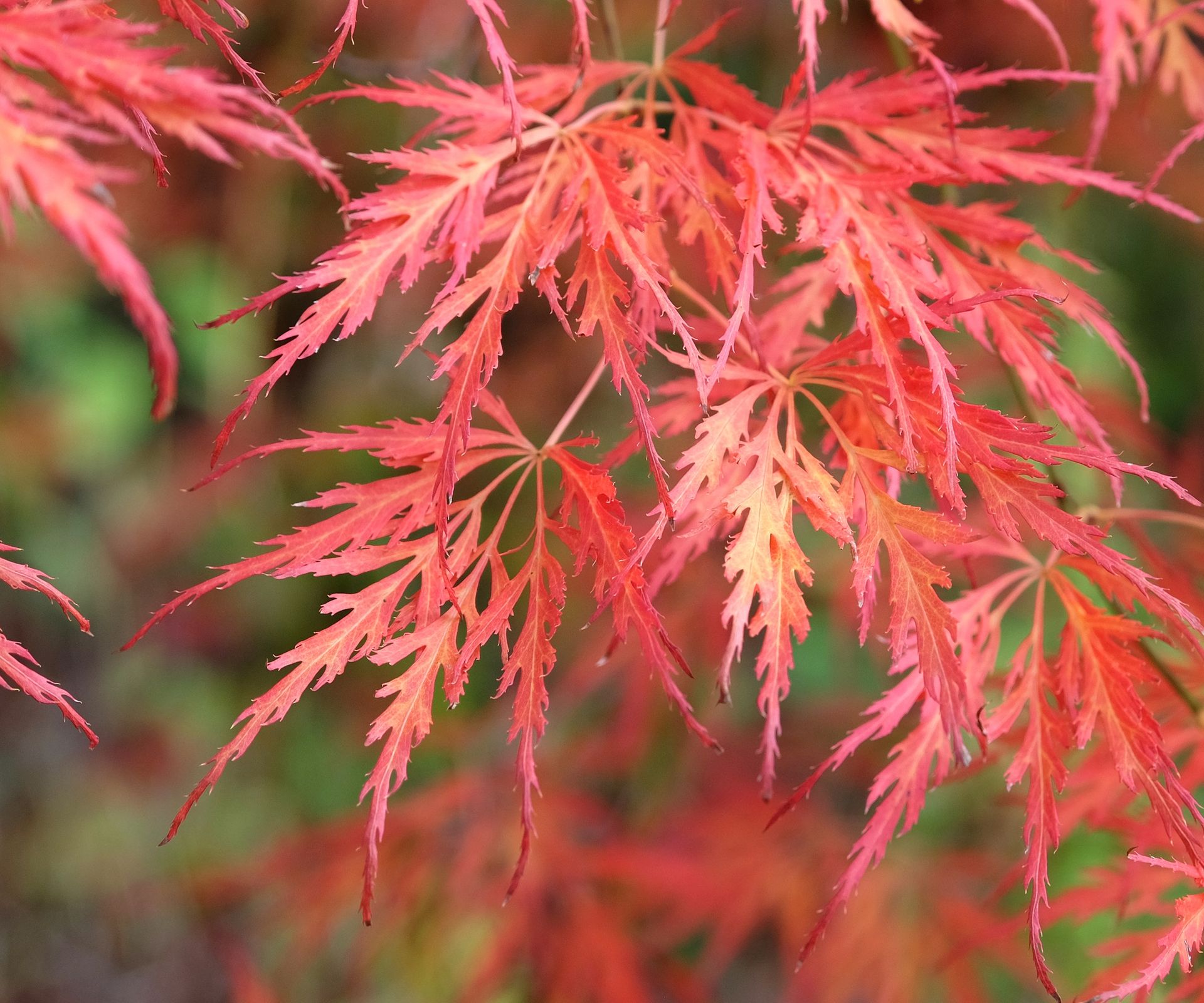 Trailing Acer palmatum