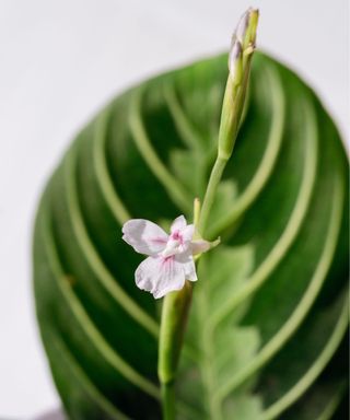 Prayer plant flower