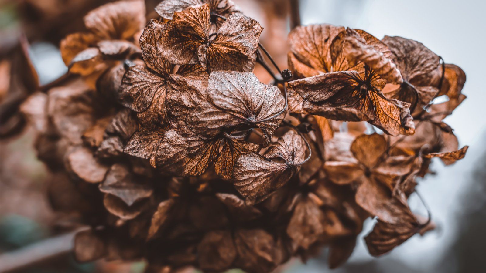 Why Do Azalea Blooms Turn Brown – Reasons For Brown Azalea Flowers ...