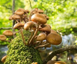 fungi growing on tree