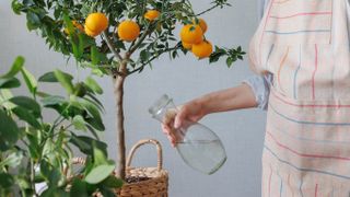 Woman watering a citrus tree indoors