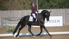 NEXGEN-young-dressage-final.jpg