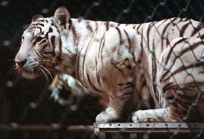 Chinese lawmakers fined for keeping endangered tigers as pets