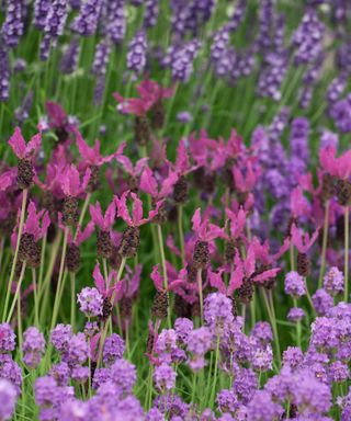 different varieties of lavender planted together