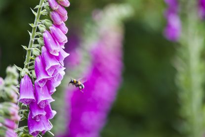 growing foxgloves in a garden getty images 1250088905