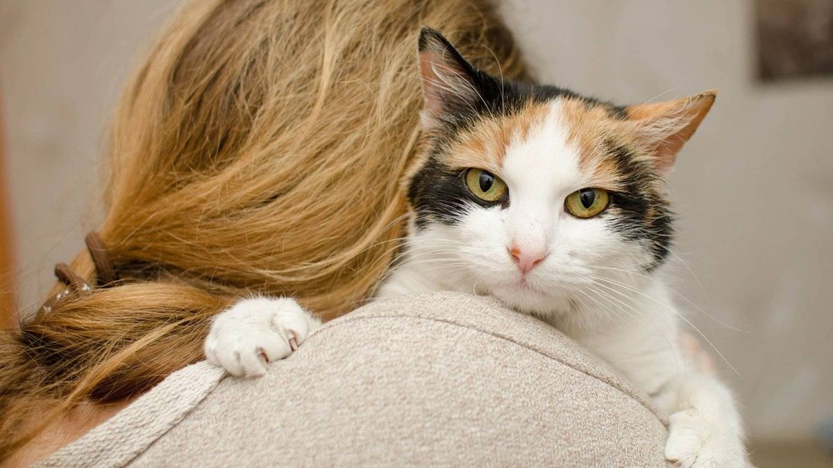 Scientific cat quiz reveals what kind of relationship you have with your cat