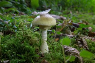 The deathcap mushroom (Amanita phalloides), a small, green-tinged mushroom, sprouting from a forest floor. A feather rests on its cap.