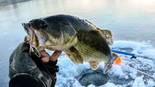 Knowing when to use live bait vs artificial lures for bass will make you a better ice angler