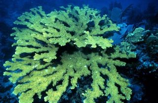 Elkhorn coral, a species found in the Caribbean, is highly endangered. Scientists recently learned that human feces, which seeps into the Florida Keys and the Caribbean from leaky septic tanks, transmits a deadly white pox-causing bacterium to the coral.