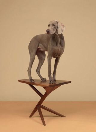 Dog standing on table.