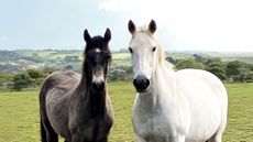 A grey and a bay horse in a field