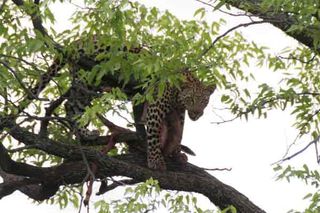 A leopard eating a black-faced impala.