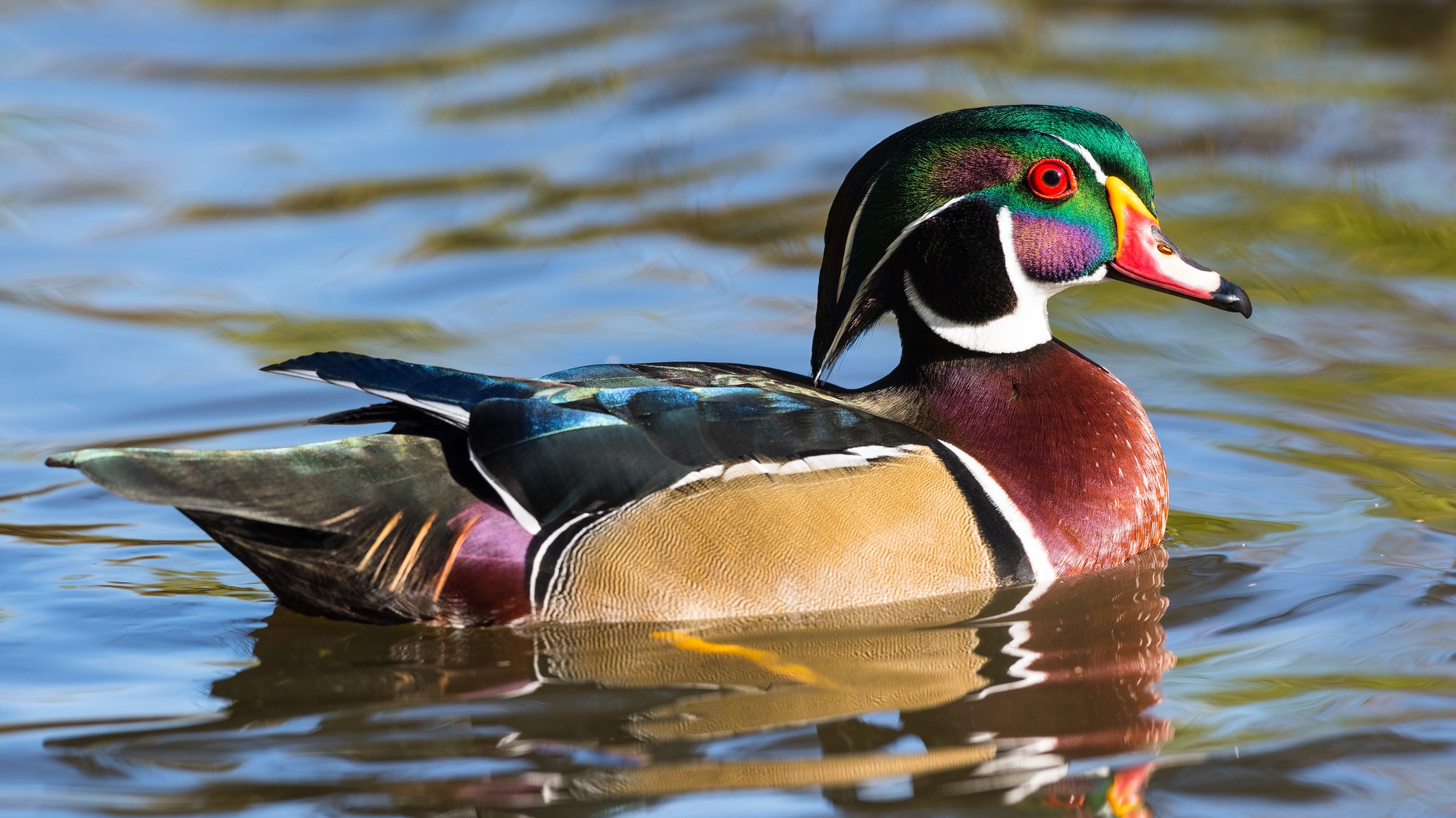 A male wood duck swimming in water with his colorful feather reflected.