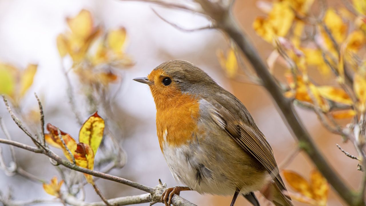 Robin on a tree branch in fall