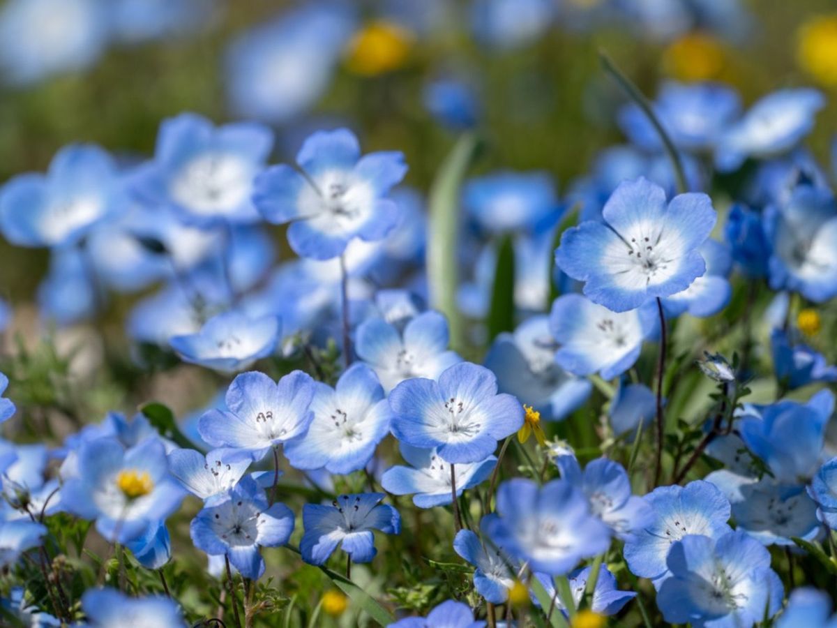 Nemophila menziesii (Baby Blue Eyes)