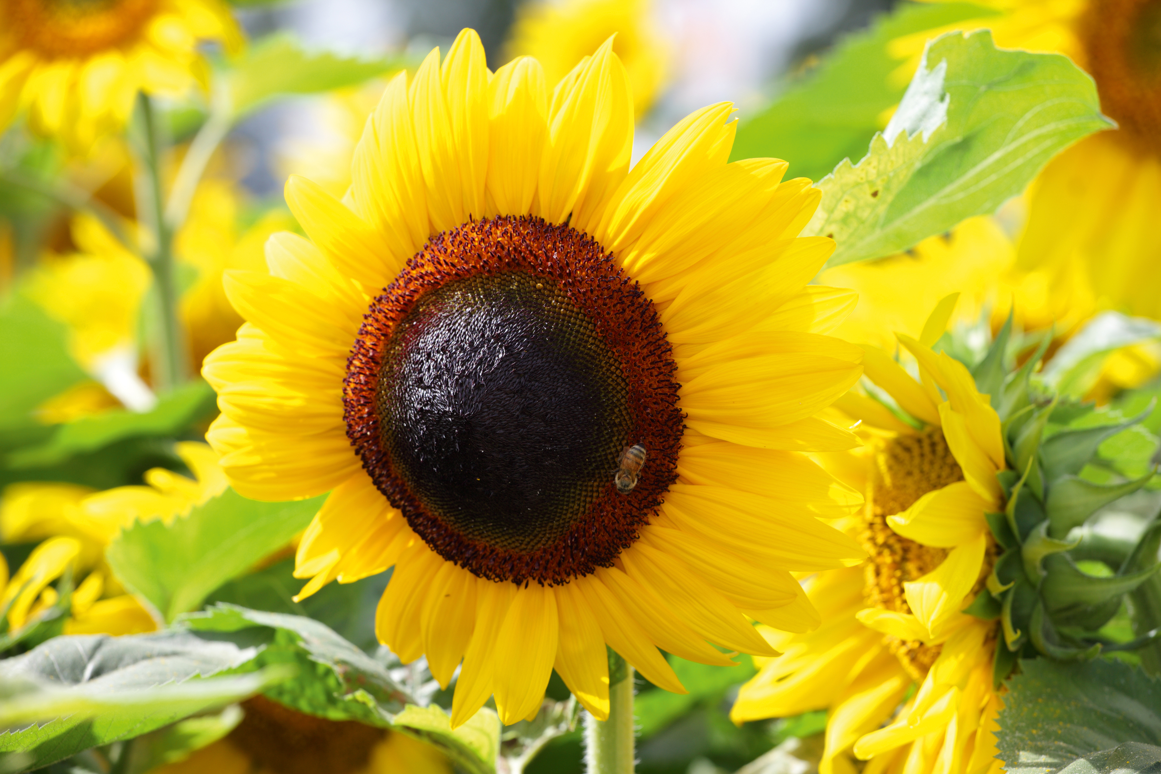 How To Grow Sunflowers Get The Garden Blooming This Summer Real Homes