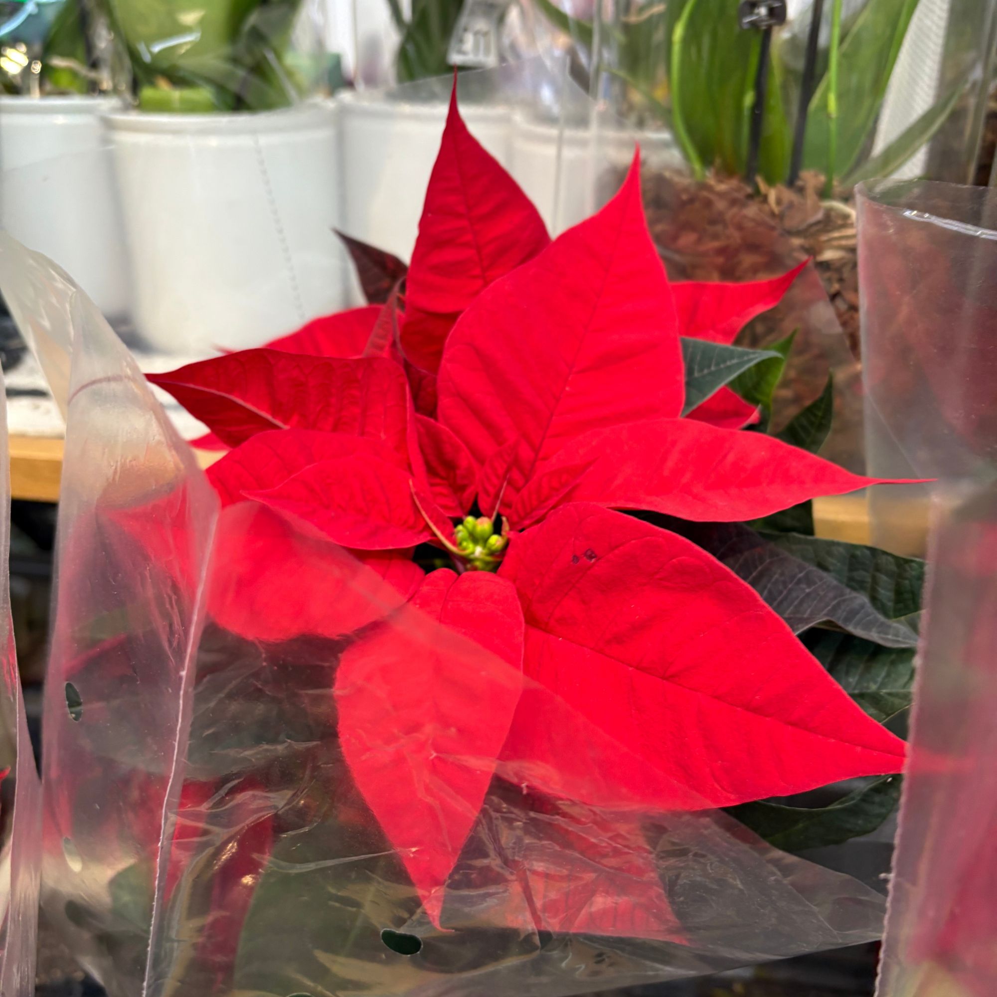 Red poinsettia on supermarket shelf