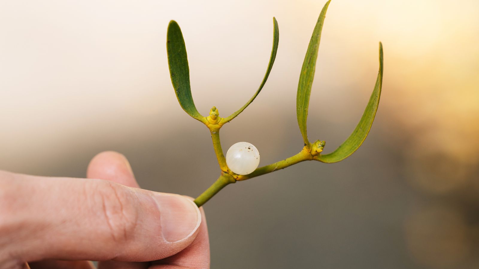 Close-up of hand holding mistletoe branch with single white berry, blurred background