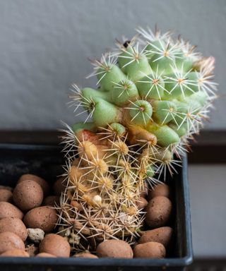 cactus with root rot