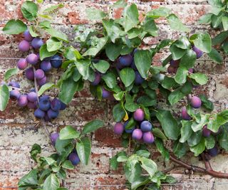 Espalier tree with Victoria plums