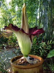 Large Potted Plant In The Garden