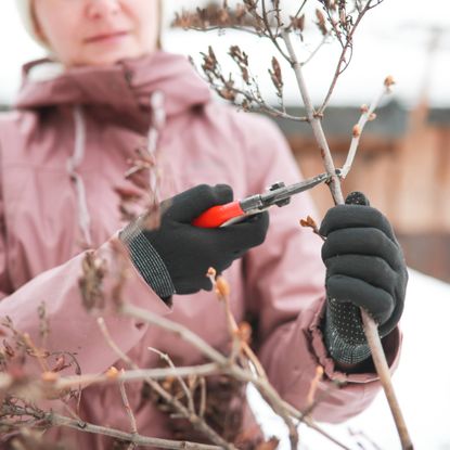 Plants to prune in January, woman pruning plant in winter