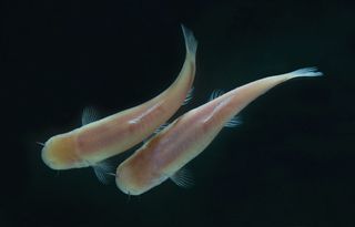 blind somalian cave fish evolved long ago in perpetual darkness