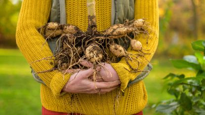 A woman in a yellow sweater holds an armful of potatoes