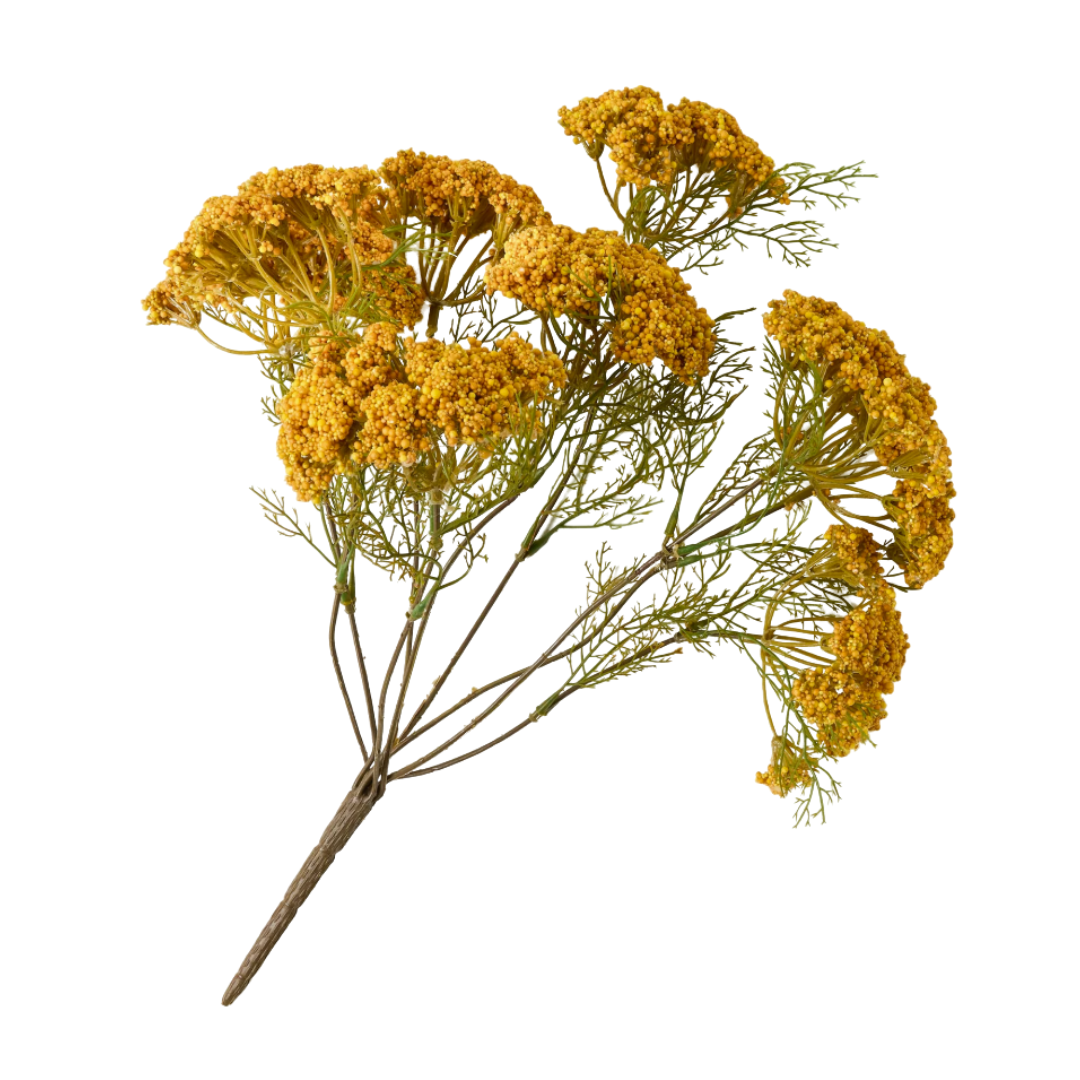 Yellow Queen Anne Lace Bush