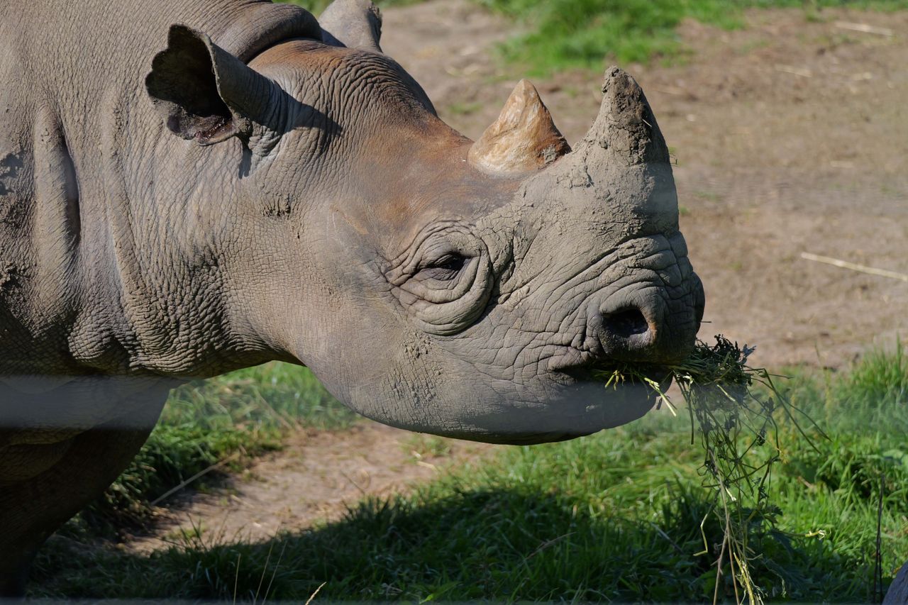 Rhino shot on Panasonic Lumix G9 II